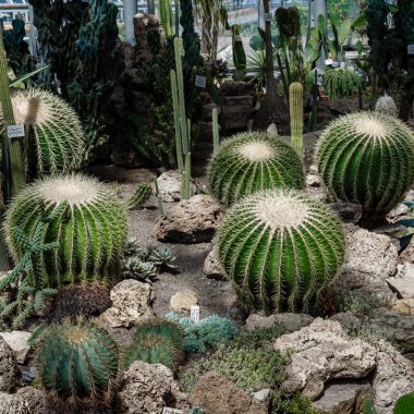 Botanik bahçesinde kaktüs. Kaktüs (lat. cactaceae) kapat