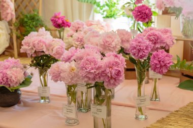 Çiçek açan narin pembe şakayık çiçekleri şenlikli arka plan, pastel ve yumuşak buket çiçekli kart, seçici odak, tonlu