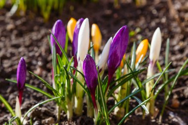 Bahar bahçesindeki güzel kır çiçekleri. Ülkede erken çiçek açan ampuller