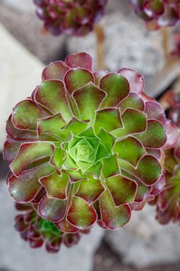 Sulu Echeveria. Ebedi yeşil sulu çalılar ya da renkli, etli yapraklar ve ırklar ya da vazo şeklinde çiçek paniklemeleri olan alt çalılıklar.