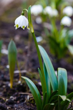 Bahçedeki kar damlası (Galanthus nivalis) çiçekleri
