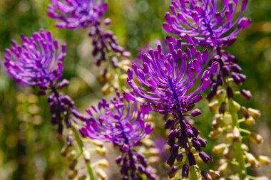 Leopoldia comosa (syn. Muscari (