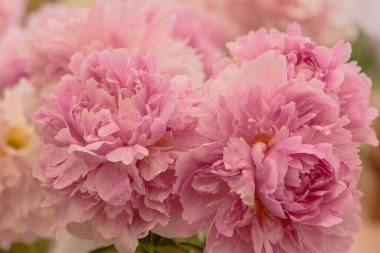 Çiçek açan narin pembe şakayık çiçekleri şenlikli arka plan, pastel ve yumuşak buket çiçekli kart, seçici odak, tonlu