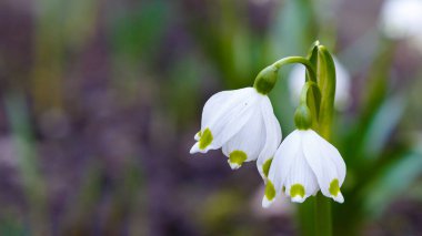 Bahçedeki kar damlası (Galanthus nivalis) çiçekleri