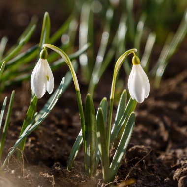 Bahçedeki kar damlası (Galanthus nivalis) çiçekleri