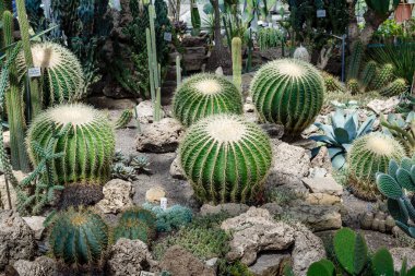 Botanik bahçesinde kaktüs. Kaktüs (lat. cactaceae) kapat