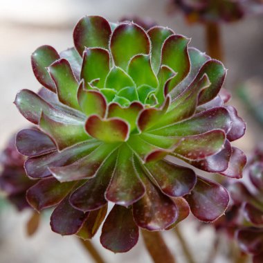 Sulu Echeveria. Ebedi yeşil sulu çalılar ya da renkli, etli yapraklar ve ırklar ya da vazo şeklinde çiçek paniklemeleri olan alt çalılıklar.