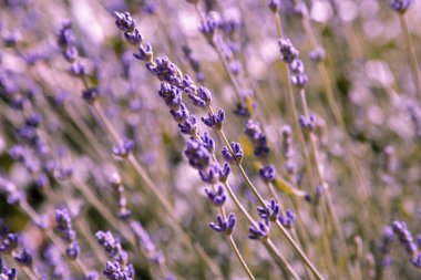 Lavanta çiçekleri. Lavanta çiçek açar. Bahçede otlar ve şifalı bitkiler var. Çiçek arka planı.