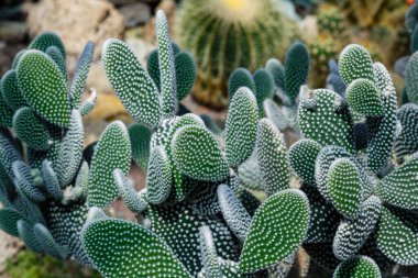 Botanik bahçesinde kaktüs. Kaktüs (lat. cactaceae) kapat