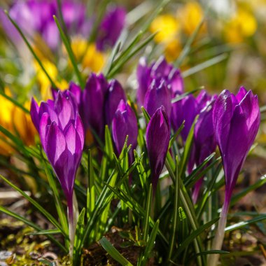 Bahar bahçesindeki güzel kır çiçekleri. Ülkede erken çiçek açan ampuller