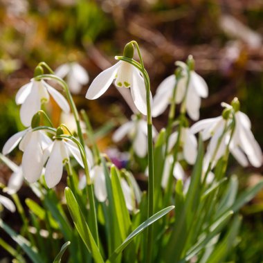 Bahçedeki kar damlası (Galanthus nivalis) çiçekleri