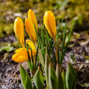 Bahar bahçesinde çiçek açan bir grup çiçek ile güzel bir bahar arkaplanı. Erken çiçek açan soğanlı bitkiler.