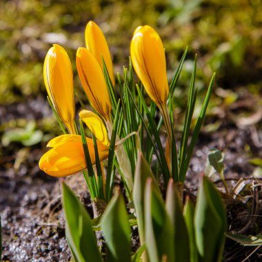 Bahar bahçesinde çiçek açan bir grup çiçek ile güzel bir bahar arkaplanı. Erken çiçek açan soğanlı bitkiler.
