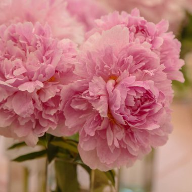 Çiçek açan narin pembe şakayık çiçekleri şenlikli arka plan, pastel ve yumuşak buket çiçekli kart, seçici odak, tonlu