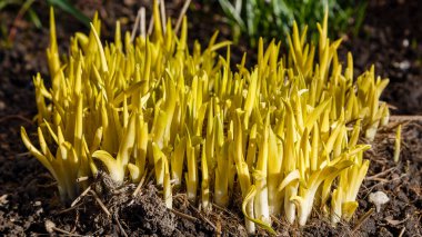 Güneşli bir günde bahçede baharı çek.