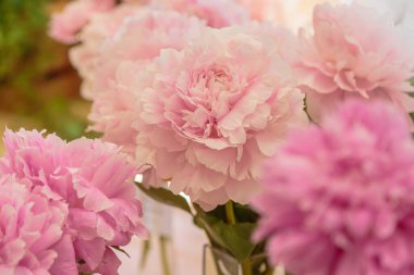 Çiçek açan narin pembe şakayık çiçekleri şenlikli arka plan, pastel ve yumuşak buket çiçekli kart, seçici odak, tonlu