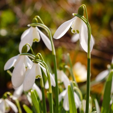 Bahçedeki kar damlası (Galanthus nivalis) çiçekleri