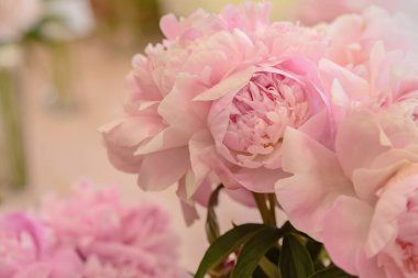 Çiçek açan narin pembe şakayık çiçekleri şenlikli arka plan, pastel ve yumuşak buket çiçekli kart, seçici odak, tonlu