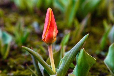 Sarı lale çiçeği turuncu aslanı sınıflandırır. Lale melezleri. Çok güzel bir bahar soğanı. Bahçede büyüyen soğan çiçekleri.