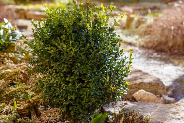 Euonymus fortune ei zümrüt neşe yeşil ve beyaz bitki yaprakları. Çiçek yataklarının tasarımında öonymusin. Manzara tasarımındaki Euonymus..