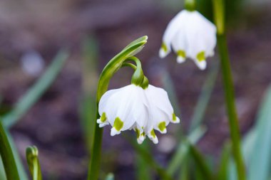 Bahçedeki kar damlası (Galanthus nivalis) çiçekleri