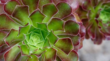 Sulu Echeveria. Ebedi yeşil sulu çalılar ya da renkli, etli yapraklar ve ırklar ya da vazo şeklinde çiçek paniklemeleri olan alt çalılıklar.