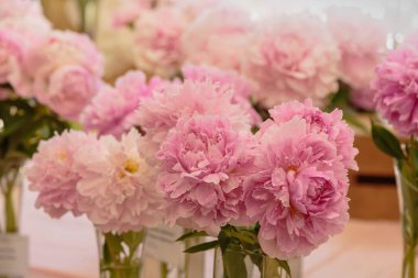 Çiçek açan narin pembe şakayık çiçekleri şenlikli arka plan, pastel ve yumuşak buket çiçekli kart, seçici odak, tonlu