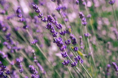 Lavanta çiçekleri. Lavanta çiçek açar. Bahçede otlar ve şifalı bitkiler var. Çiçek arka planı.