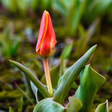 Sarı lale çiçeği turuncu aslanı sınıflandırır. Lale melezleri. Çok güzel bir bahar soğanı. Bahçede büyüyen soğan çiçekleri.