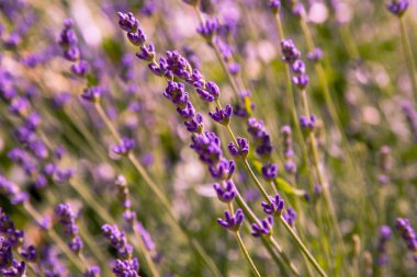 Lavanta çiçekleri. Lavanta çiçek açar. Bahçede otlar ve şifalı bitkiler var. Çiçek arka planı.