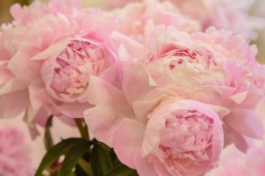 Çiçek açan narin pembe şakayık çiçekleri şenlikli arka plan, pastel ve yumuşak buket çiçekli kart, seçici odak, tonlu