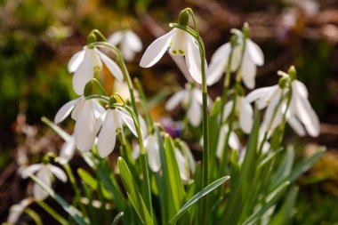 Bahçedeki kar damlası (Galanthus nivalis) çiçekleri