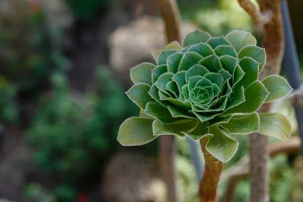Succulente Echeveria Eeuwige Sappige Vaste Planten Substruiken Met Rozetten Van — Stockfoto