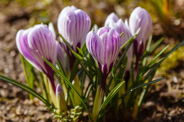 Piękne Kwiaty Krokusa Wiosennym Ogrodzie Rosnące Wcześnie Kwitnące Cebulki Kraju — Zdjęcie stockowe