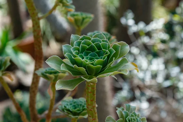 Succulente Echeveria Eeuwige Sappige Vaste Planten Substruiken Met Rozetten Van — Stockfoto