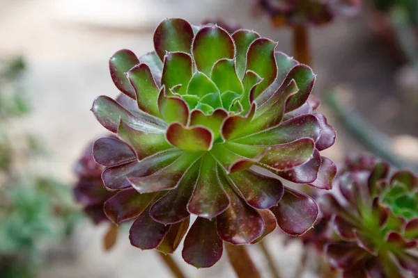 Succulente Echeveria Eeuwige Sappige Vaste Planten Substruiken Met Rozetten Van — Stockfoto