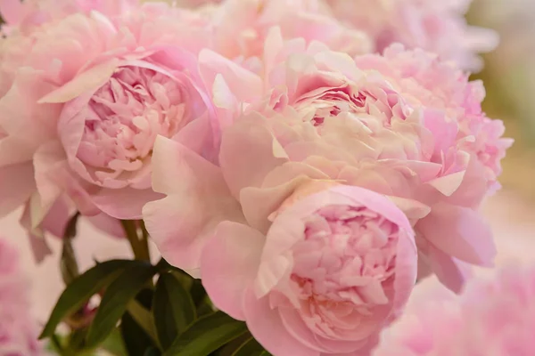 Bloeiende Delicate Roze Pioenroos Bloeiende Bloemen Feestelijke Achtergrond Pastel Zacht — Stockfoto