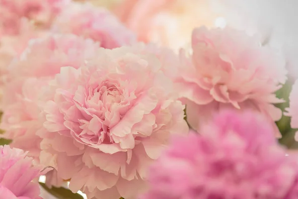 Bloeiende Delicate Roze Pioenroos Bloeiende Bloemen Feestelijke Achtergrond Pastel Zacht — Stockfoto