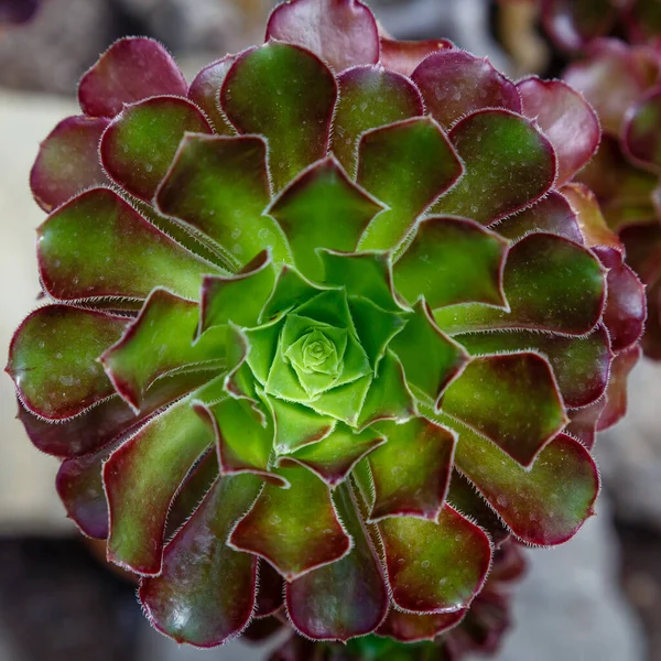 Succulente Echeveria Eeuwige Sappige Vaste Planten Substruiken Met Rozetten Van — Stockfoto