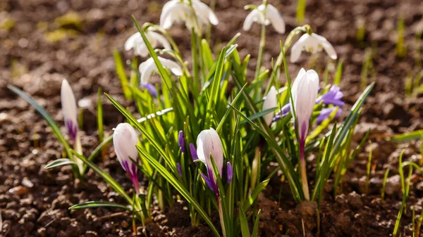 Beautiful Crocus Flowers Spring Garden Growing Early Flowering Bulbs Country — Stock Photo, Image