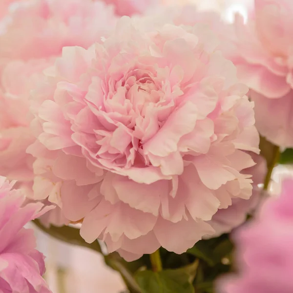 Bloeiende Delicate Roze Pioenroos Bloeiende Bloemen Feestelijke Achtergrond Pastel Zacht — Stockfoto