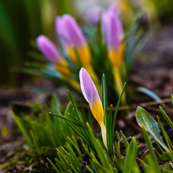 Lindas Flores Croco Listradas Jardim Primavera Crescer Bulbos Floração Precoce — Fotografia de Stock