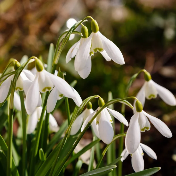 Caída Nieve Nevada Común Galanthus Nivalis Flores Jardín — Foto de Stock