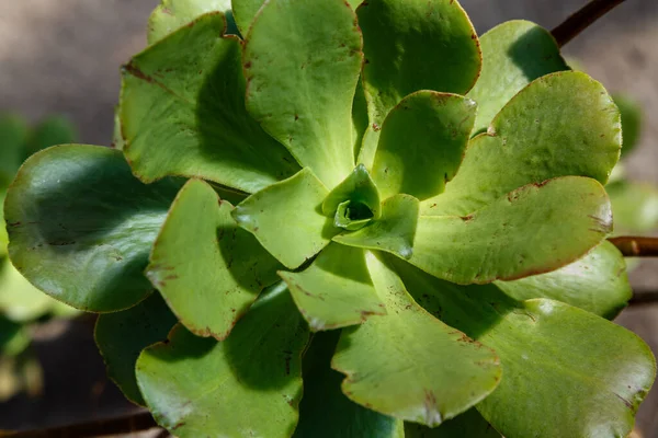 Succulent Echeveria Evergreen Succulent Perennials Subshrubs Rosettes Colourful Fleshy Leaves — Stock Photo, Image