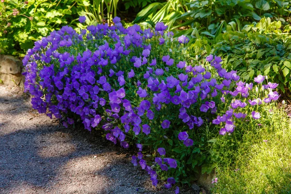 Bahçede gelişen Campanula Carpatica. Campanula Carpatica 'nın güzel mavi çiçekleri.
