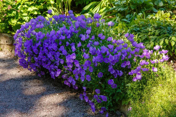 Kvetoucí Campanula Carpatica Zahradě Krásné Modré Květy Campanula Carpatica — Stock fotografie