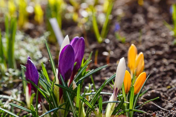 Vackra Krokusblommor Vårträdgården Odla Tidigt Blommande Lökar Landet — Stockfoto