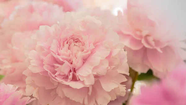 Bloeiende Delicate Roze Pioenroos Bloeiende Bloemen Feestelijke Achtergrond Pastel Zacht — Stockfoto