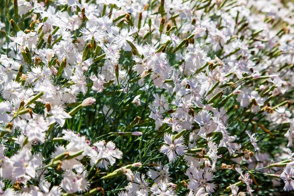 Giardino Garofano Fiori Vista — Foto Stock