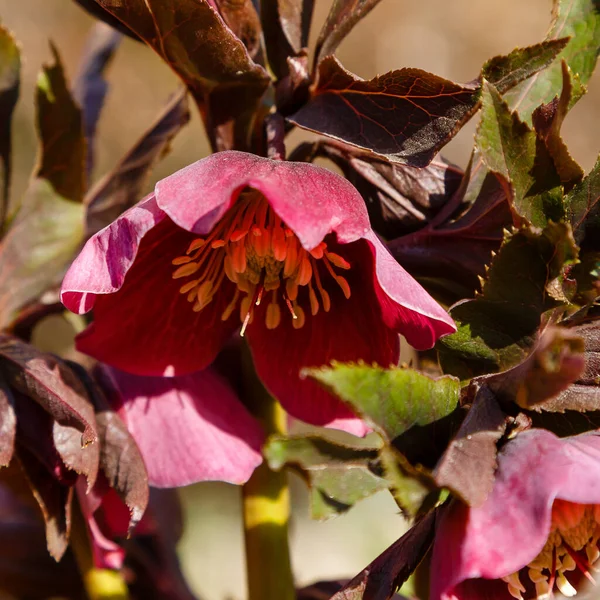 Hellebore Bloom Christmas Rose Helleborus Caucasicus — Stock Photo, Image